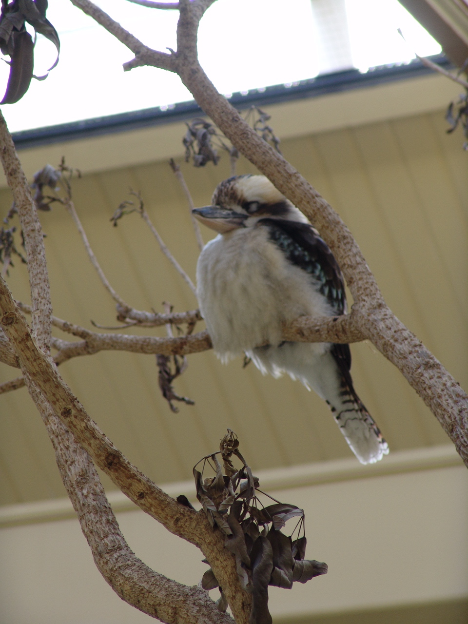 Kookaburra (Dacelo novaeguineae)