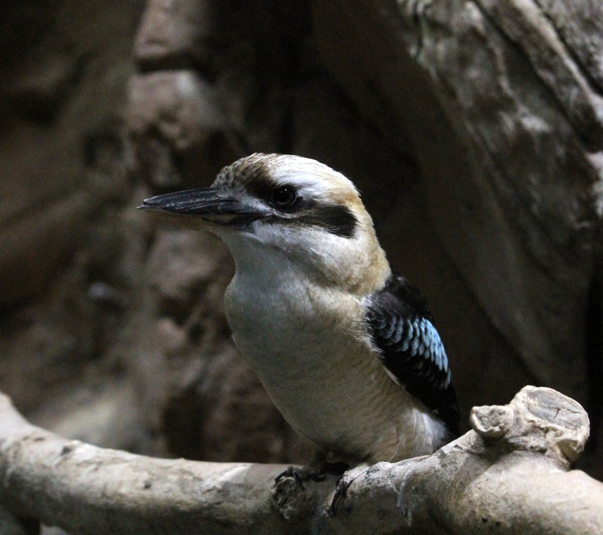Kookaburra (Dacelo novaeguineae)