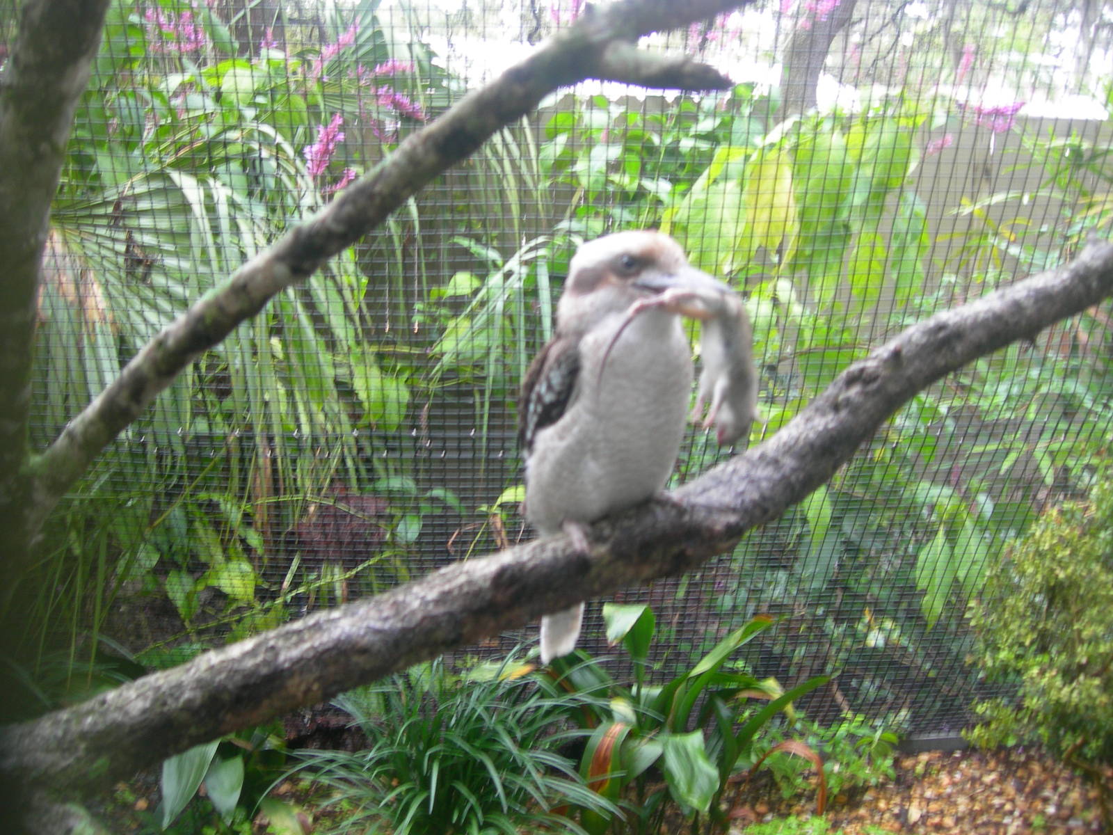 Kookaburra eating a mouse