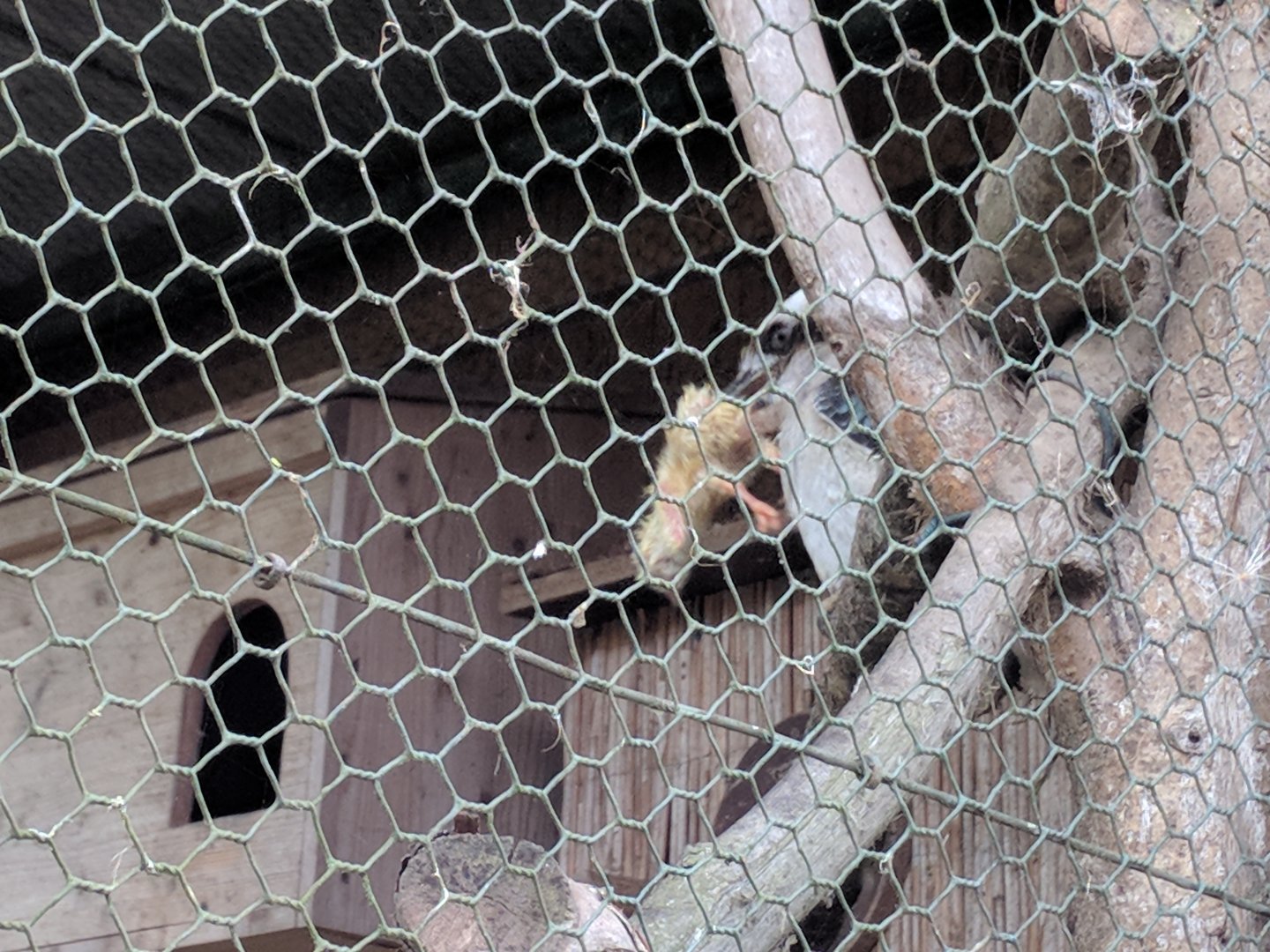 Kookaburra enjoys a chick
