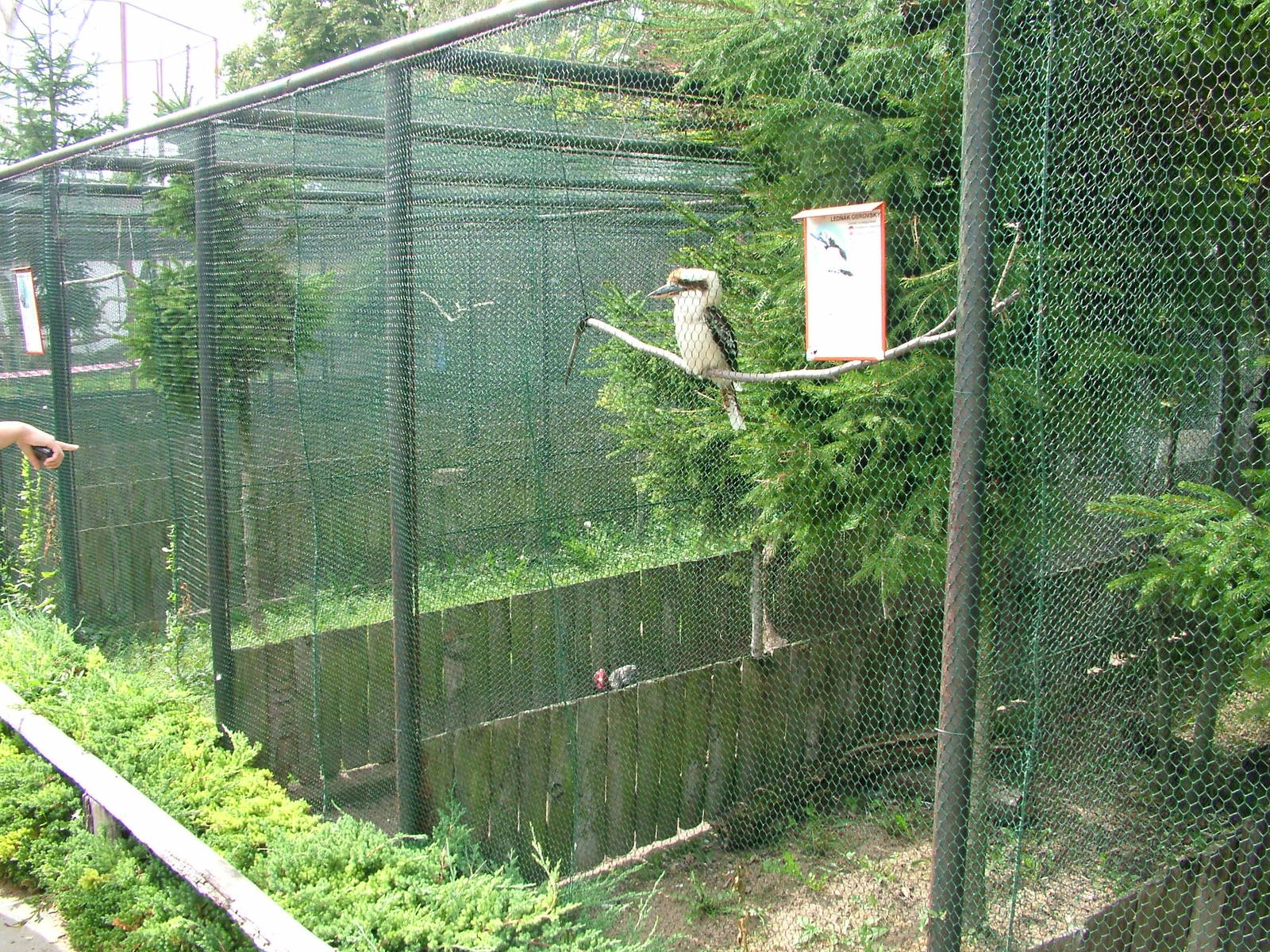 Kookaburra Exhibit at Chleby, 26/08/12