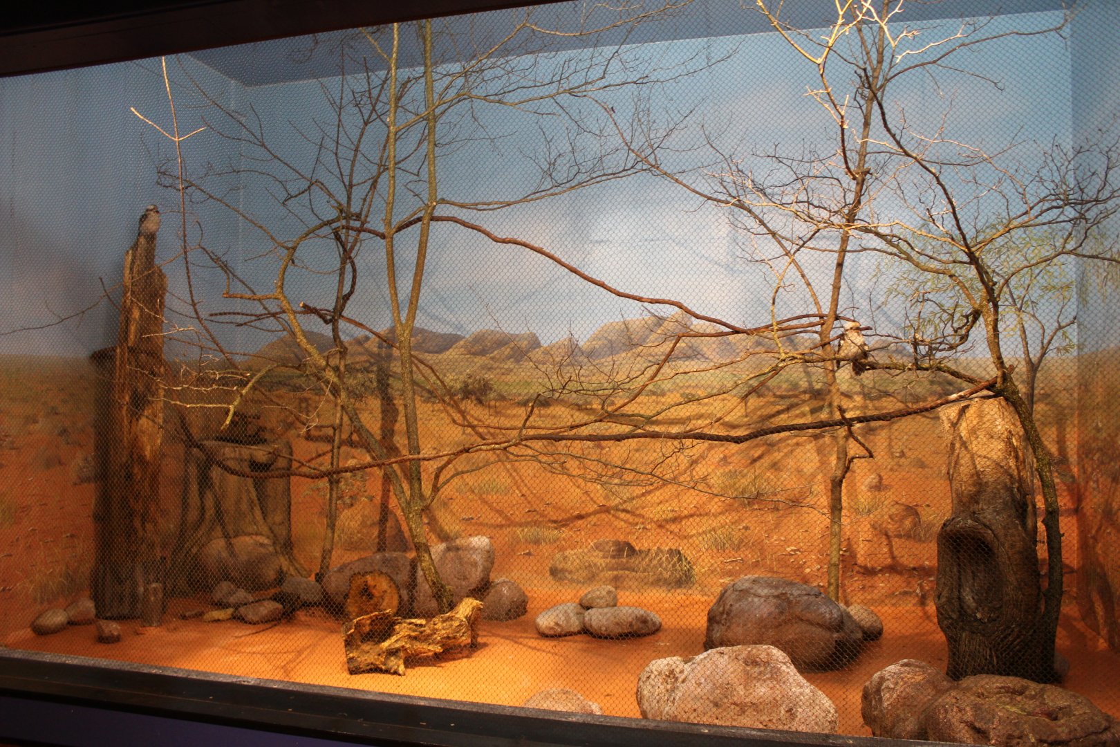 Kookaburra Exhibit - Australia House