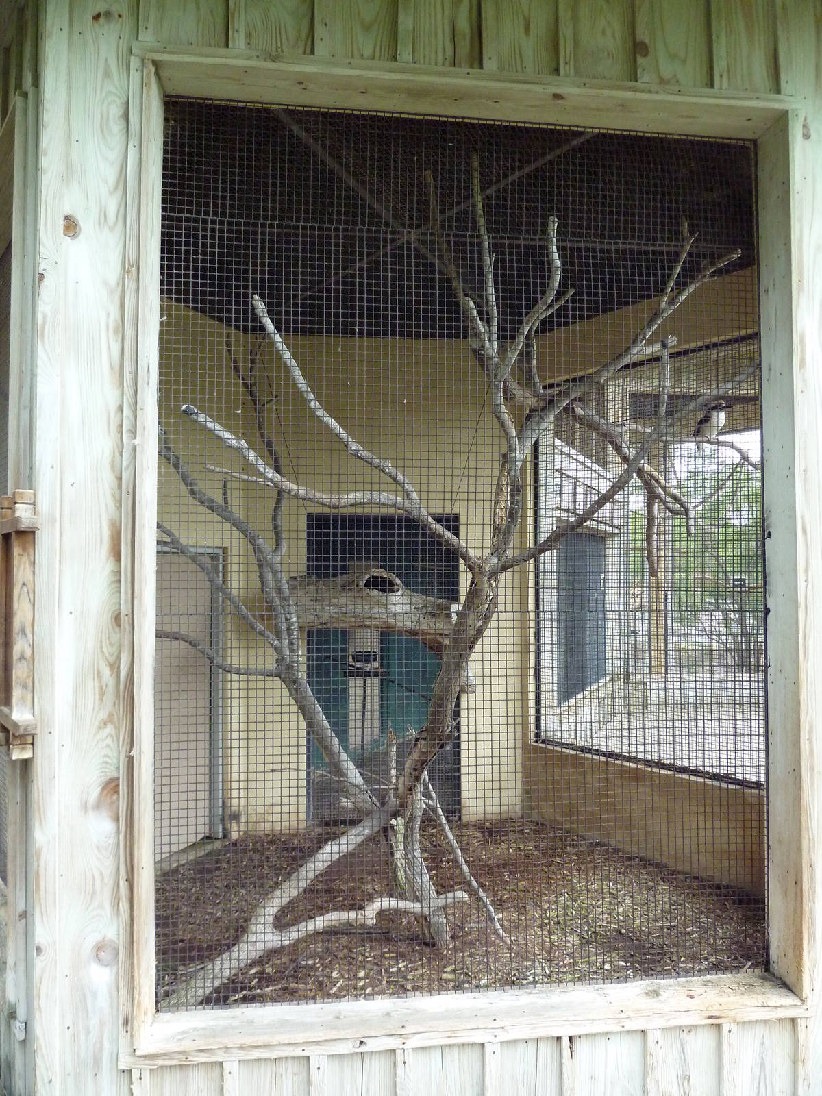 Kookaburra Exhibit