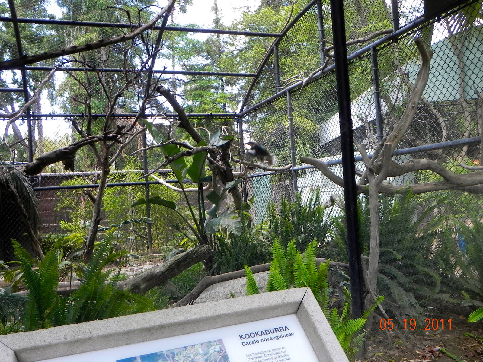 Kookaburra exhibit