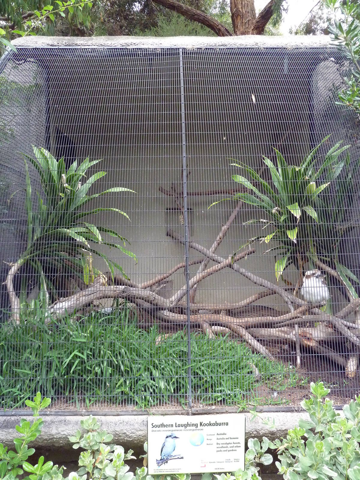 Kookaburra Exhibit