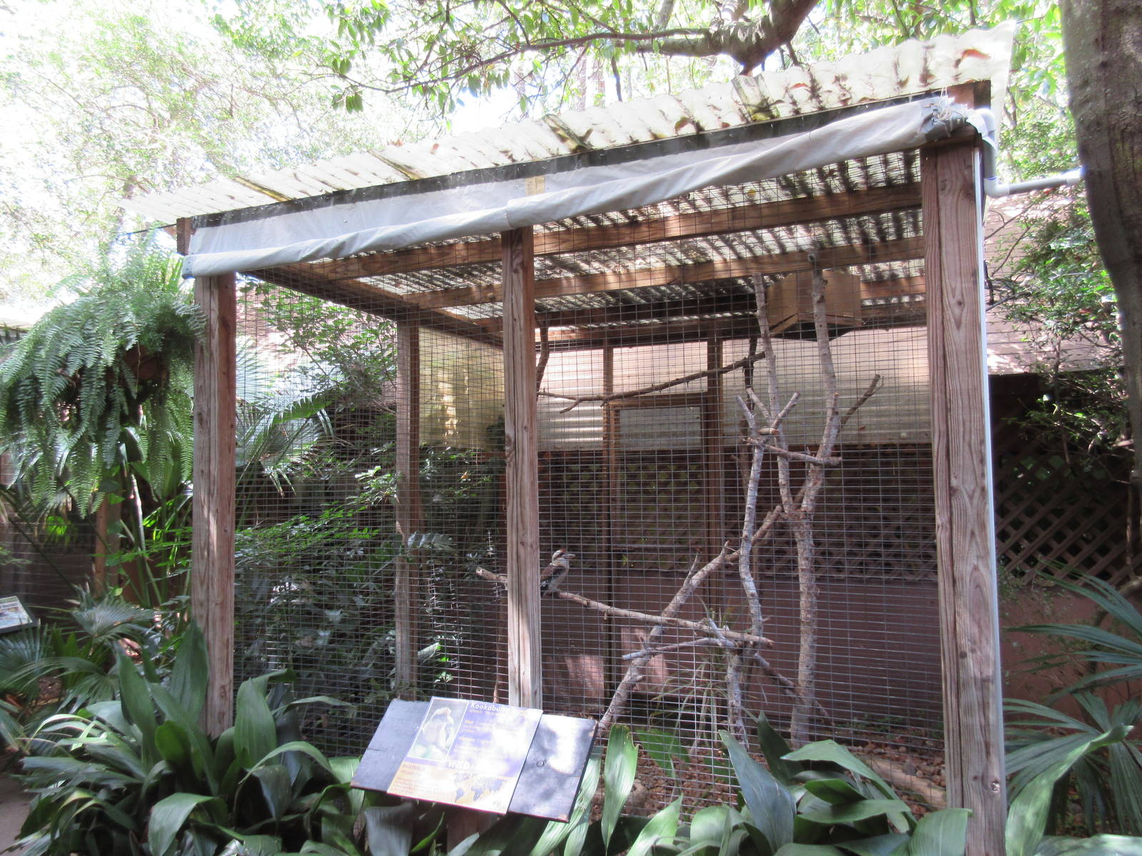 Kookaburra Exhibit