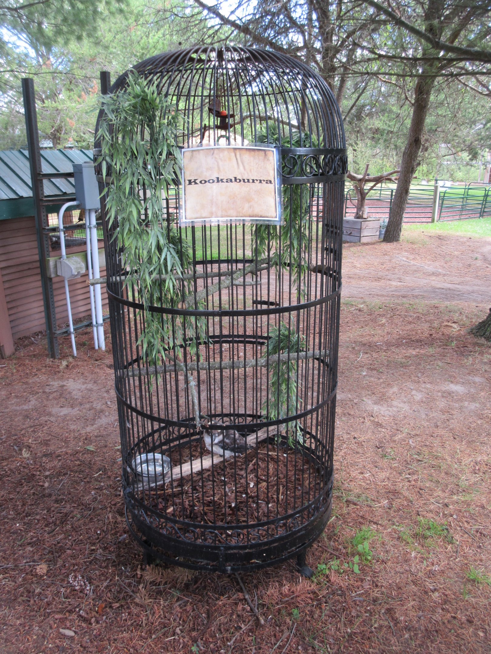 Kookaburra Exhibit