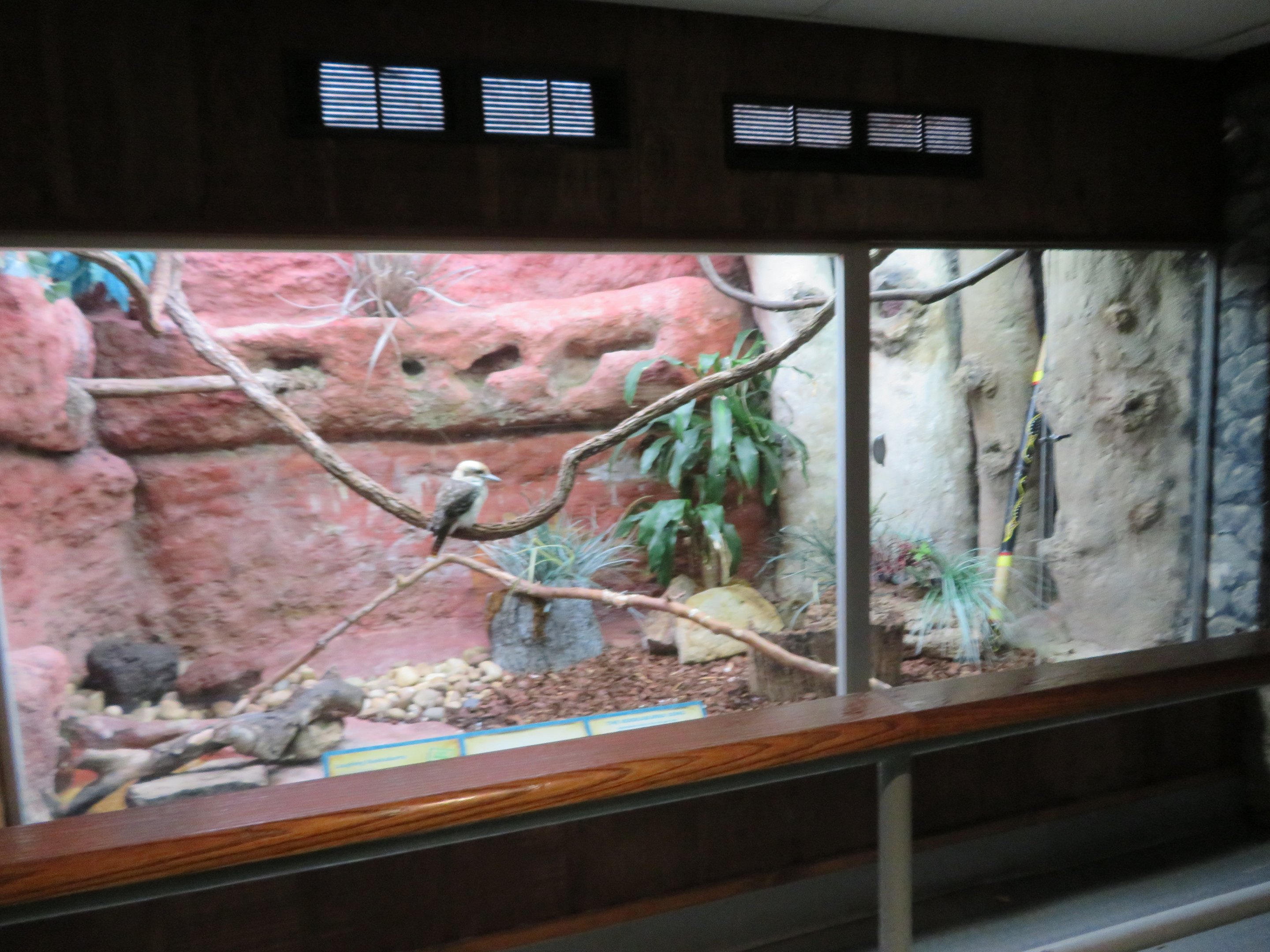 Kookaburra Exhibit
