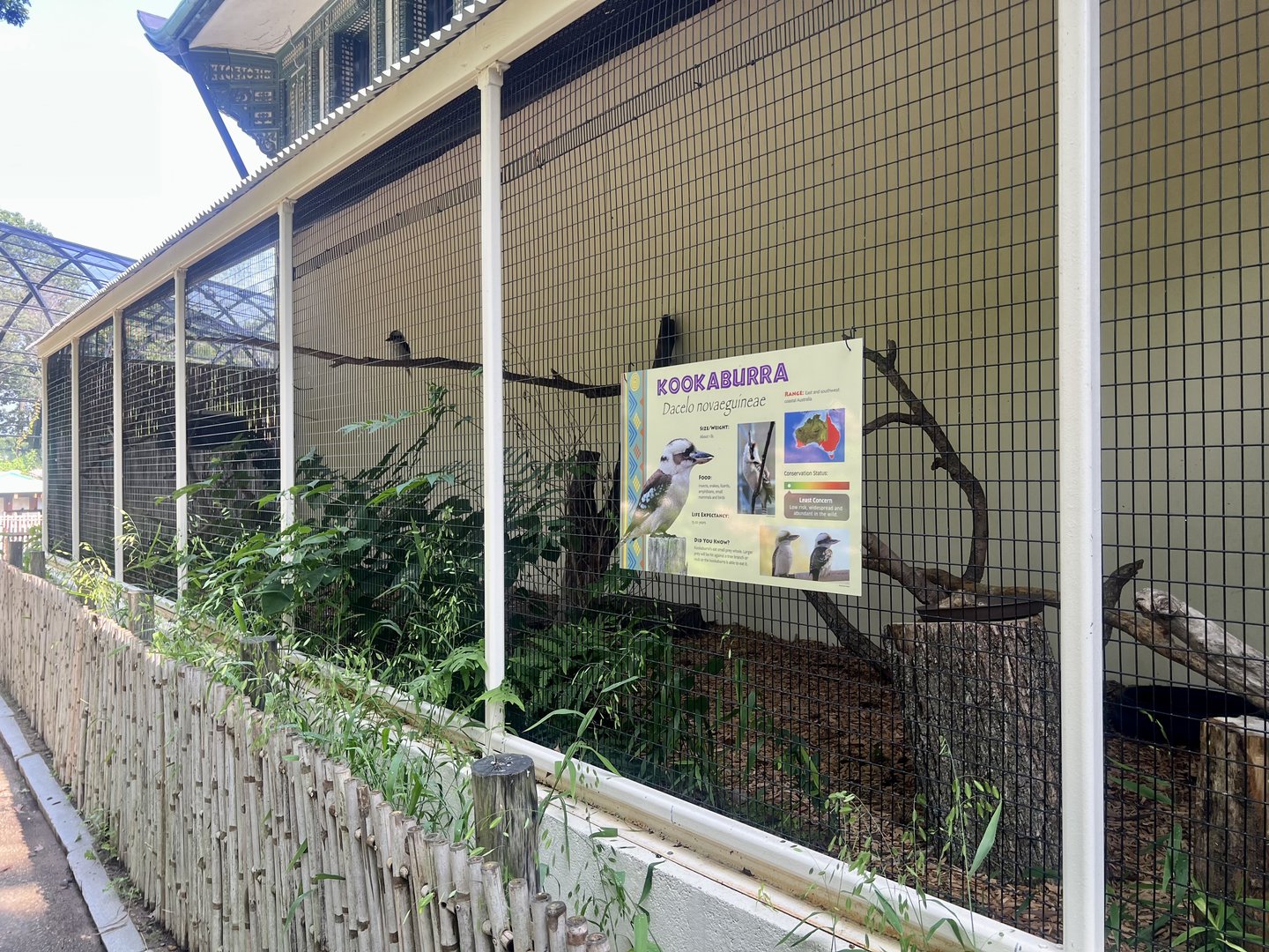 Kookaburra Exhibit