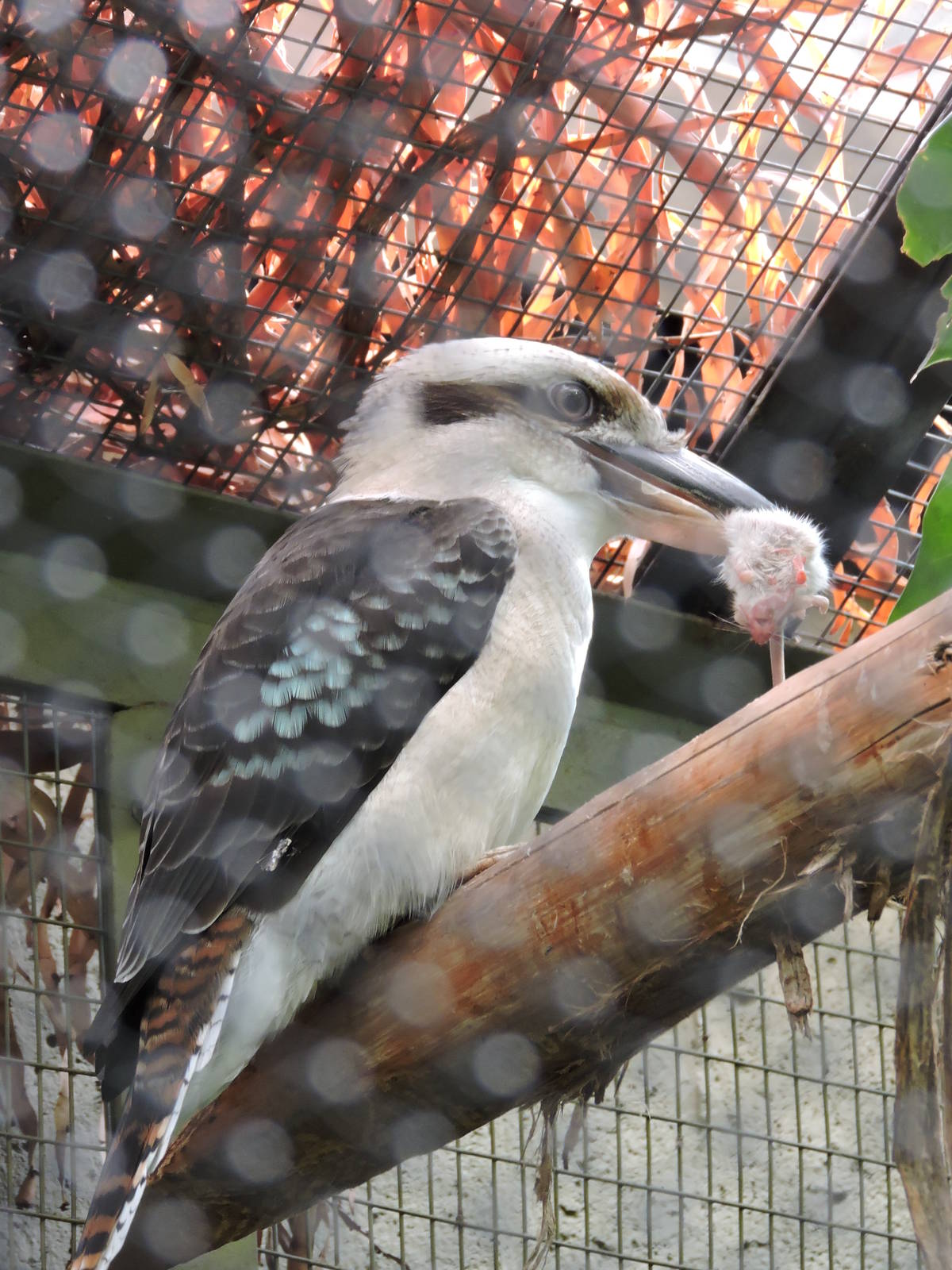 Kookaburra Feeding