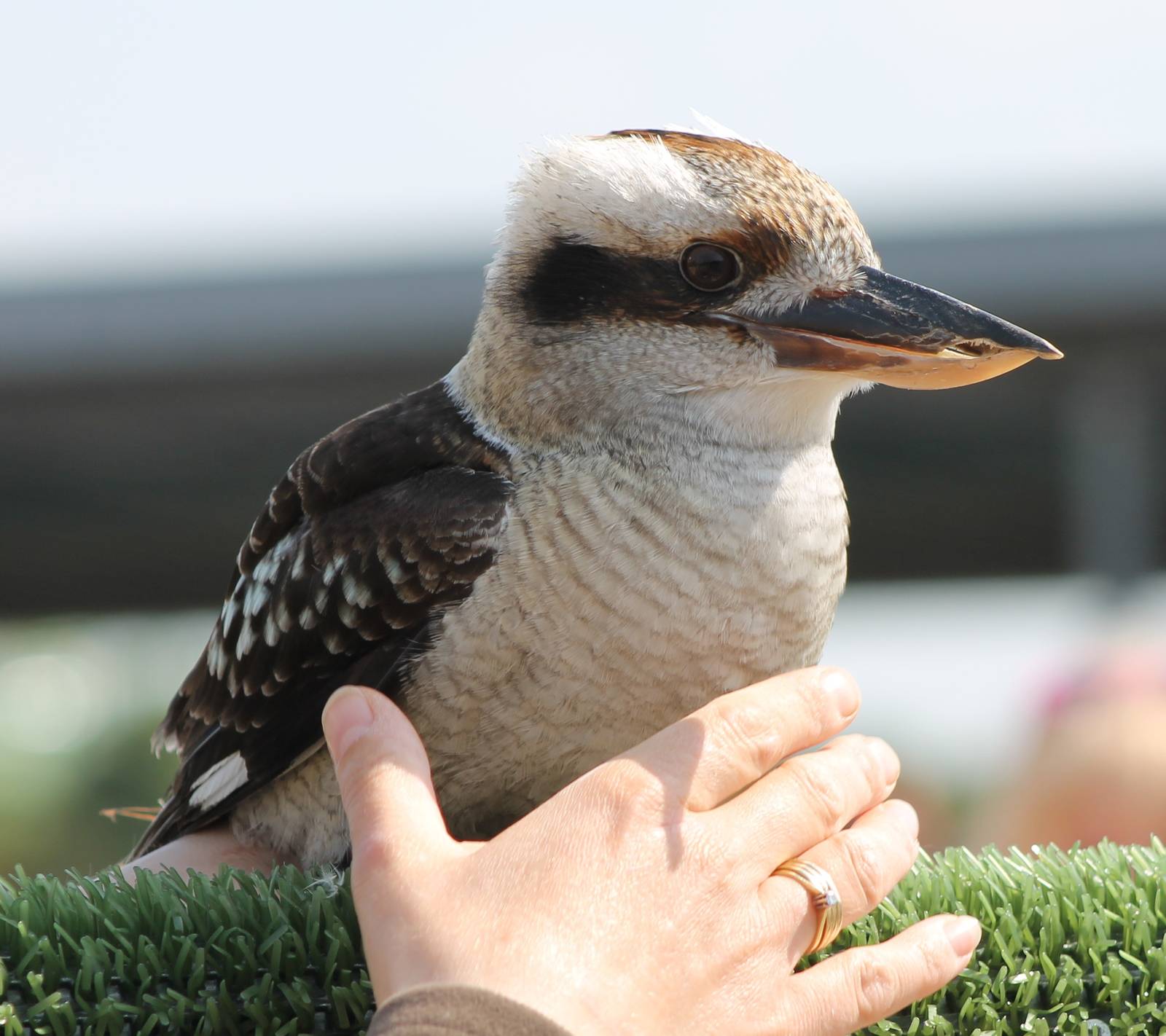 Kookaburra in the Bird-show