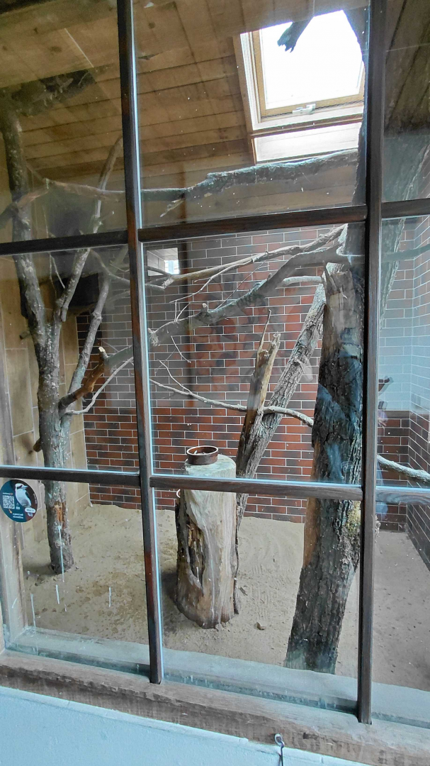 Kookaburra indoor exhibit