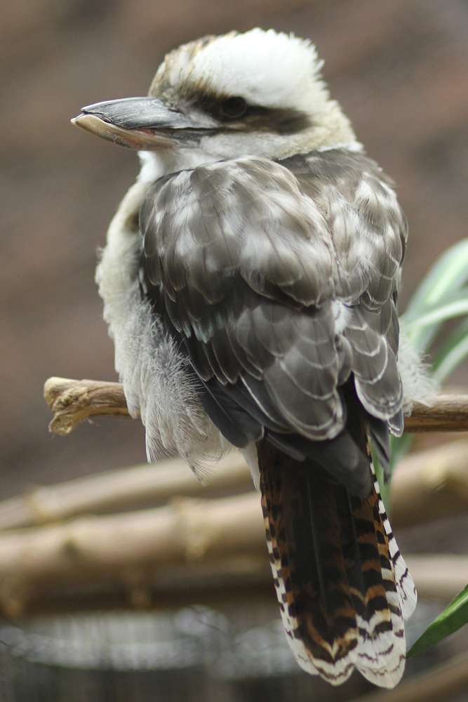 Kookaburra Jan. 16, 2016