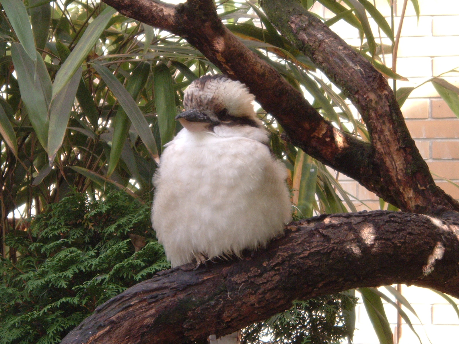 Kookaburra Jan 2006