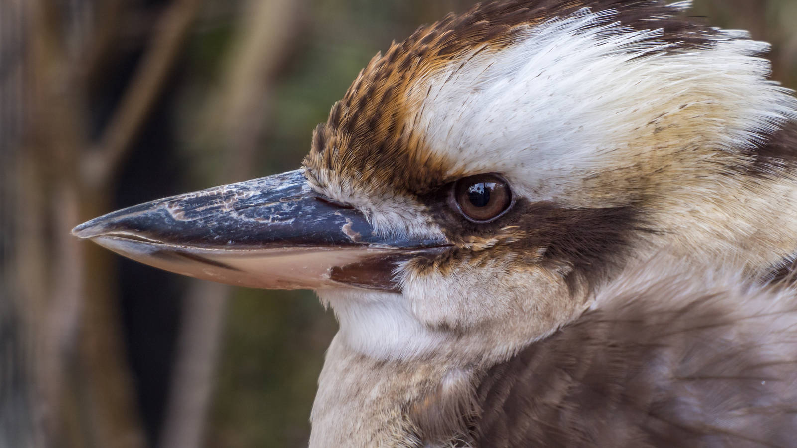 Kookaburra keeps one beady eye on events