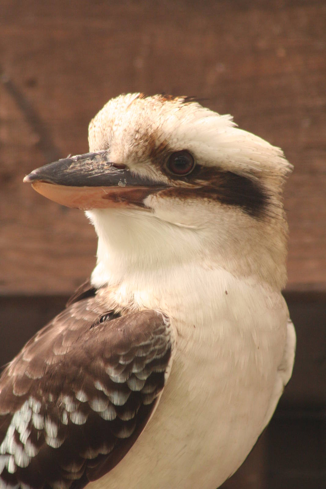 Kookaburra @ Lake District Wildlife Park; 31.05.2014