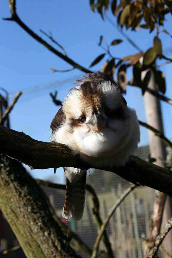 Kookaburra looking at its reflection in the camera