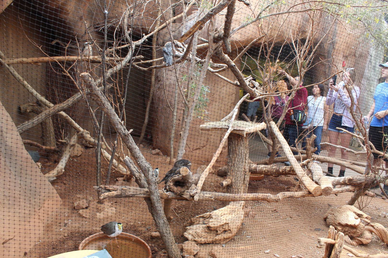 Kookaburra, Masked Lapwing & Tawny Frogmouth Exhibit - Desert Dome