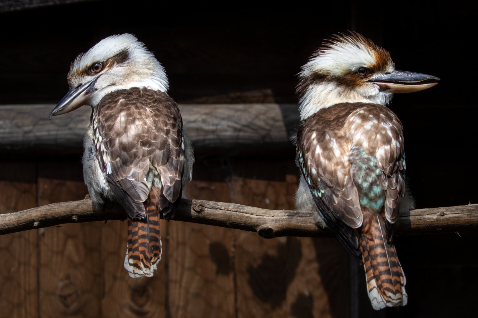 Kookaburra pair / Hamerton / 17-6-20