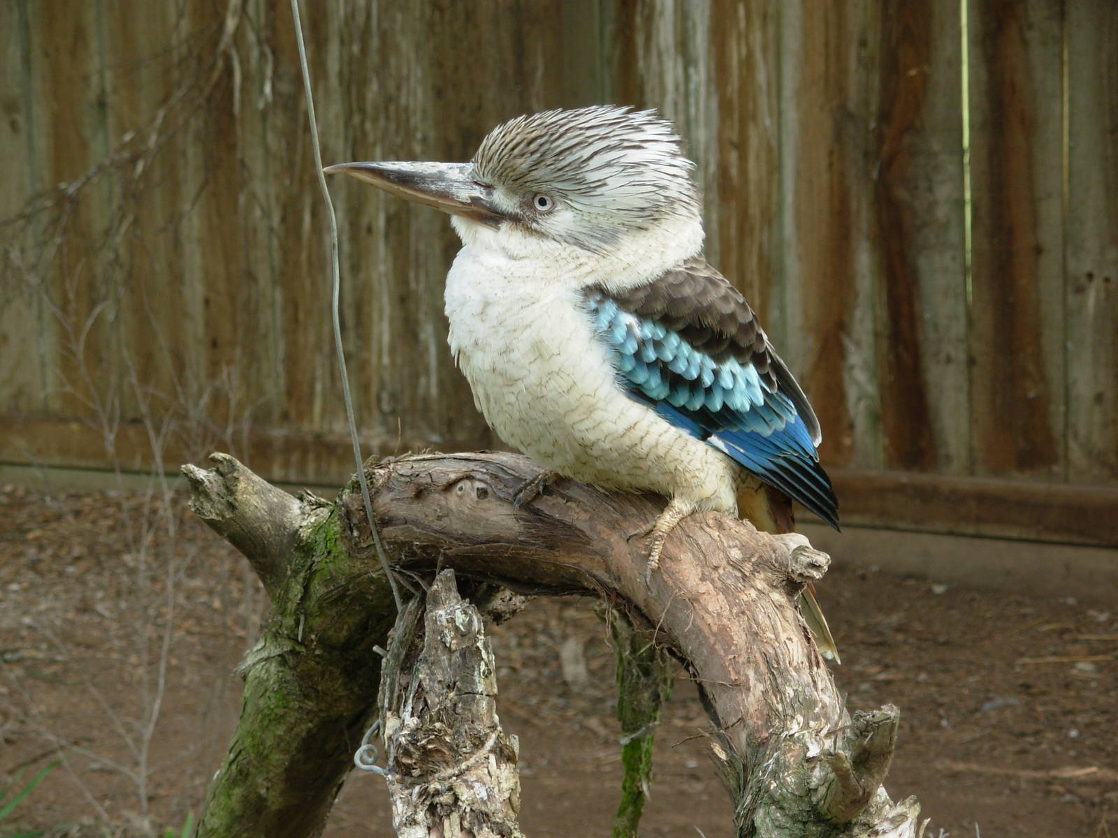 Kookaburra - Phillip Island Wildlife Park