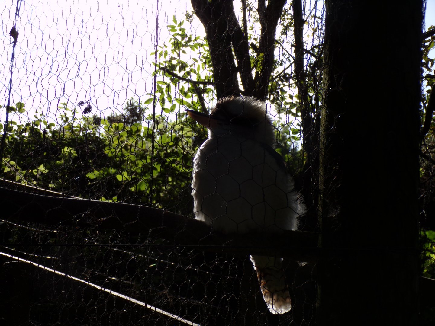 Kookaburra silhouette 14.10.23