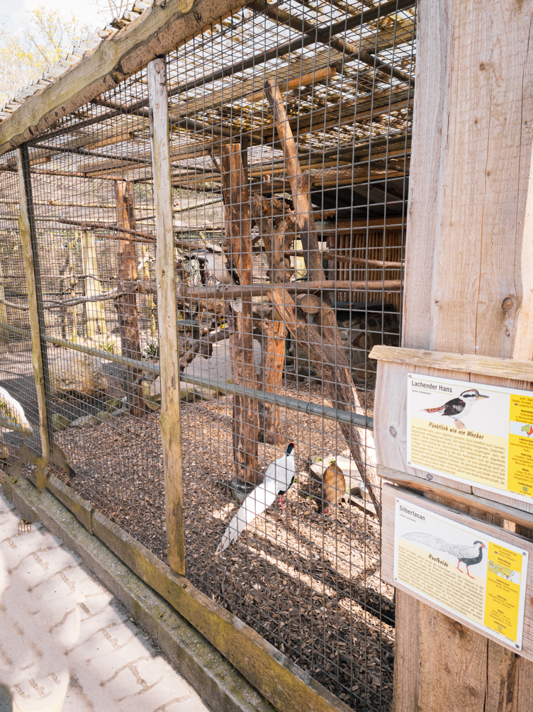 Kookaburra +Silver Pheasant