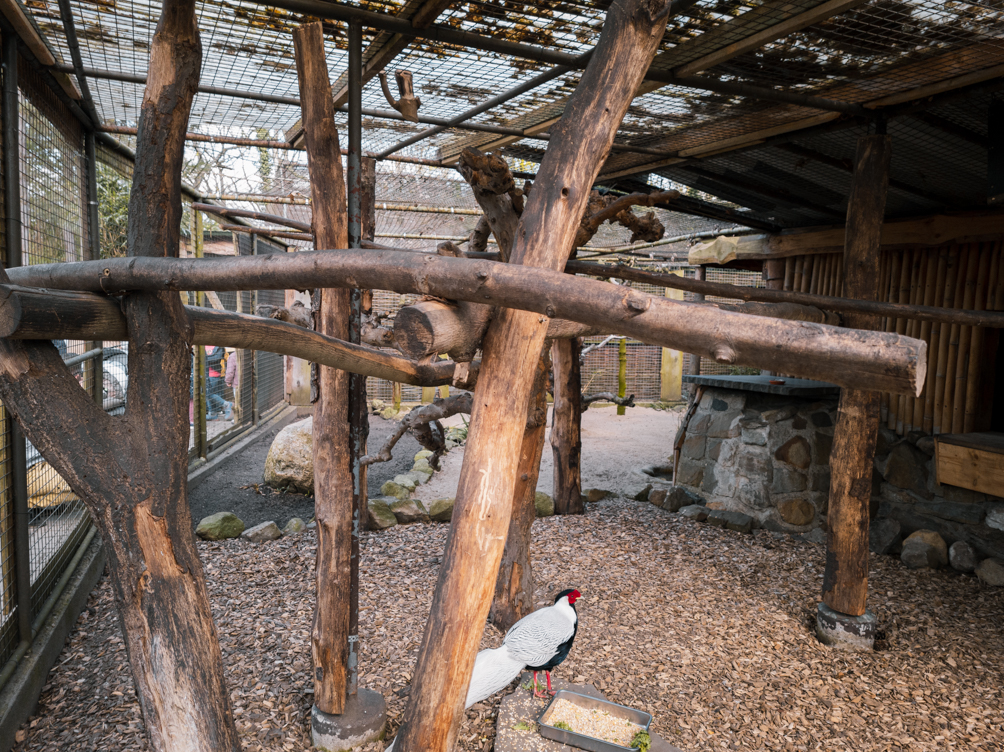 Kookaburra +Silver Pheasant