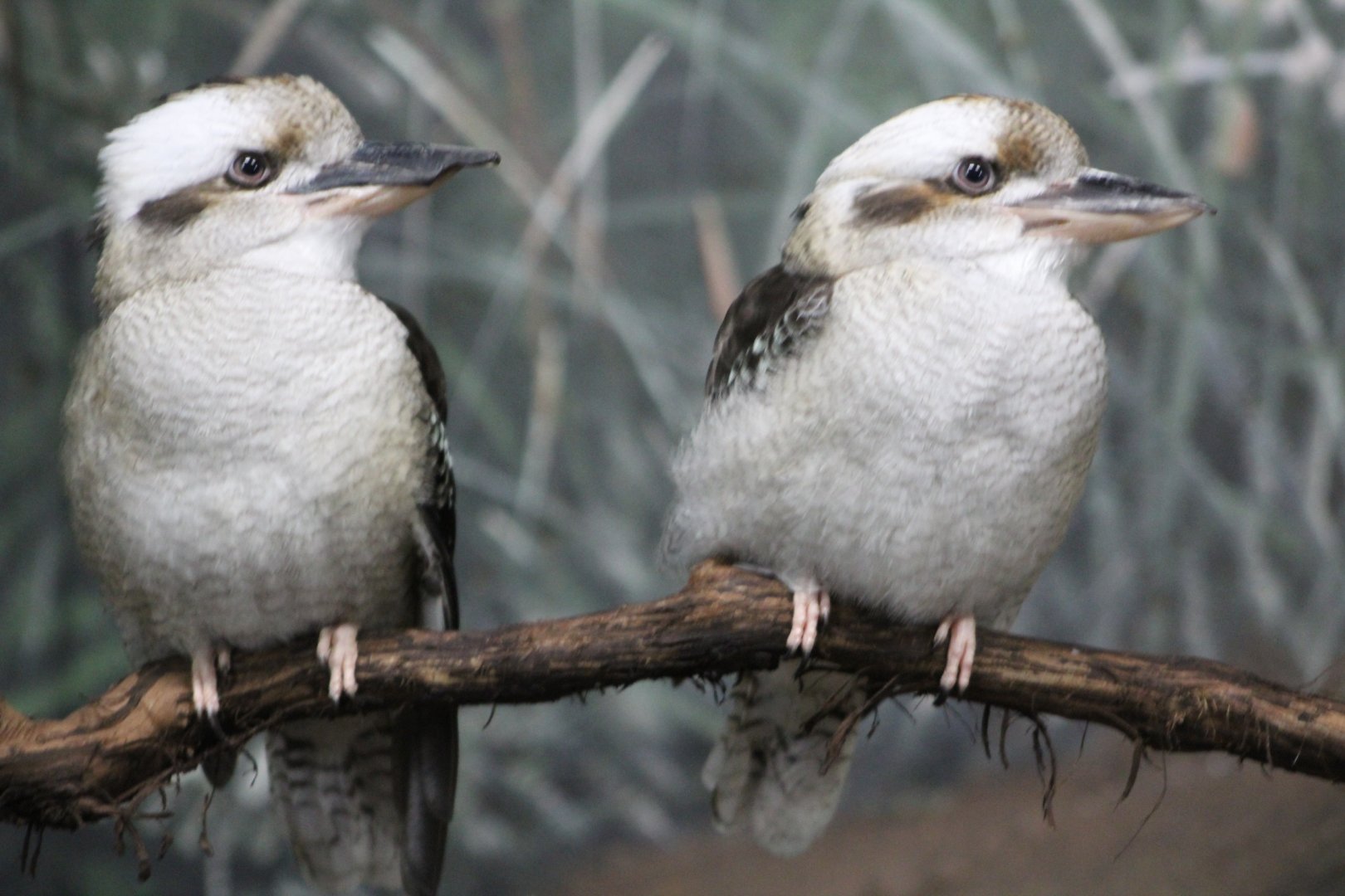 Kookaburra Sits in the Old Gum Tree
