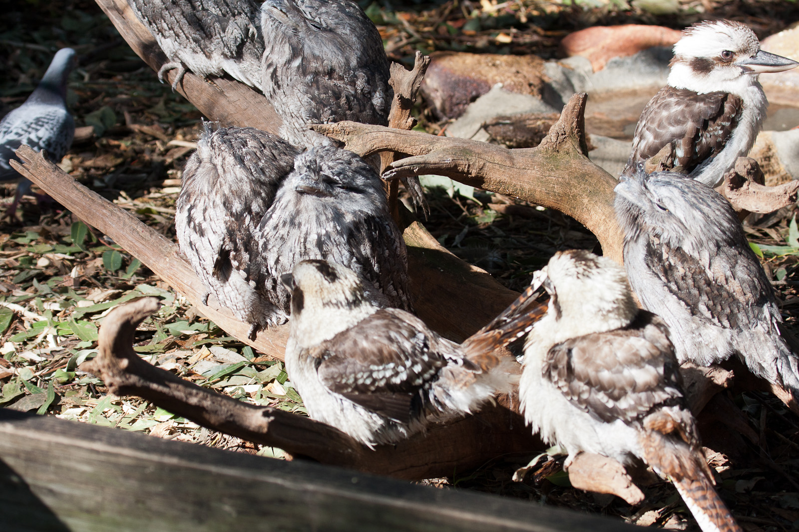 Kookaburra / Tawny Frogmouth gathering, Jul 2011