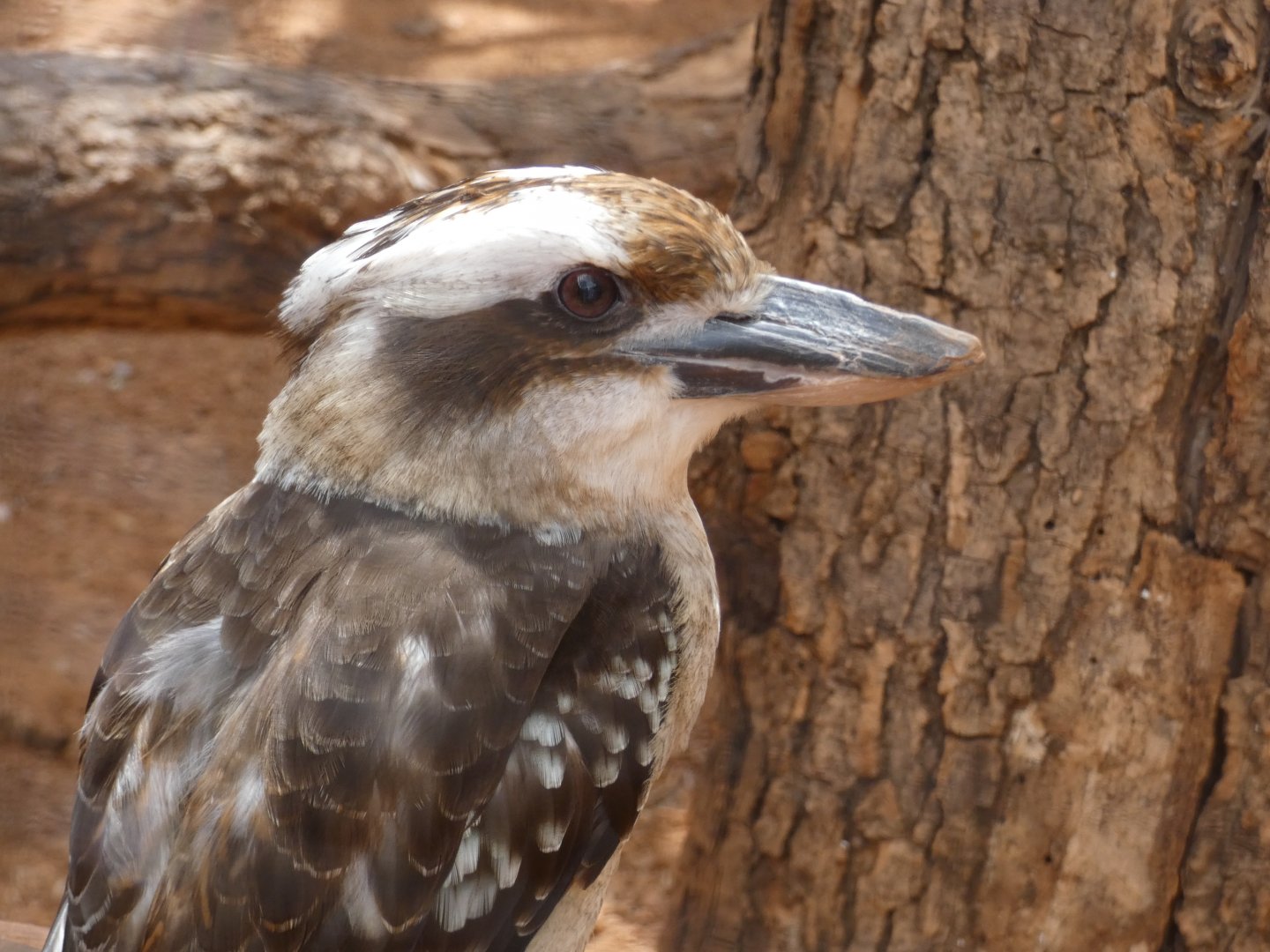 Kookaburra, The Red Center, Desert Dome - Jun. 2021