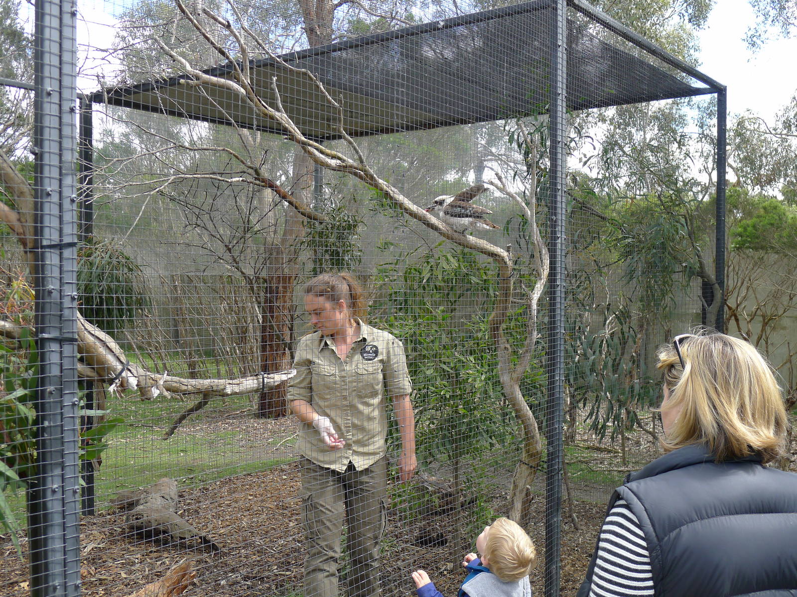 Kookaburra training and feeding