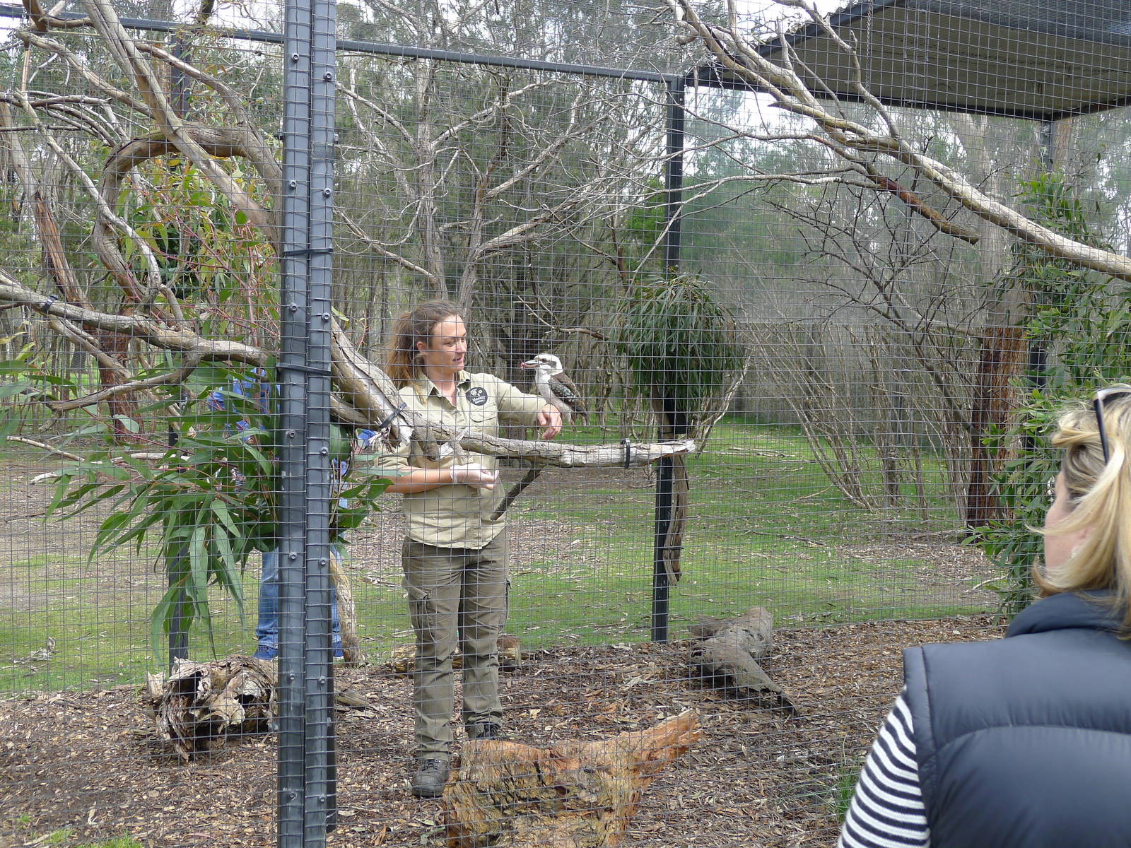 Kookaburra training and feeding