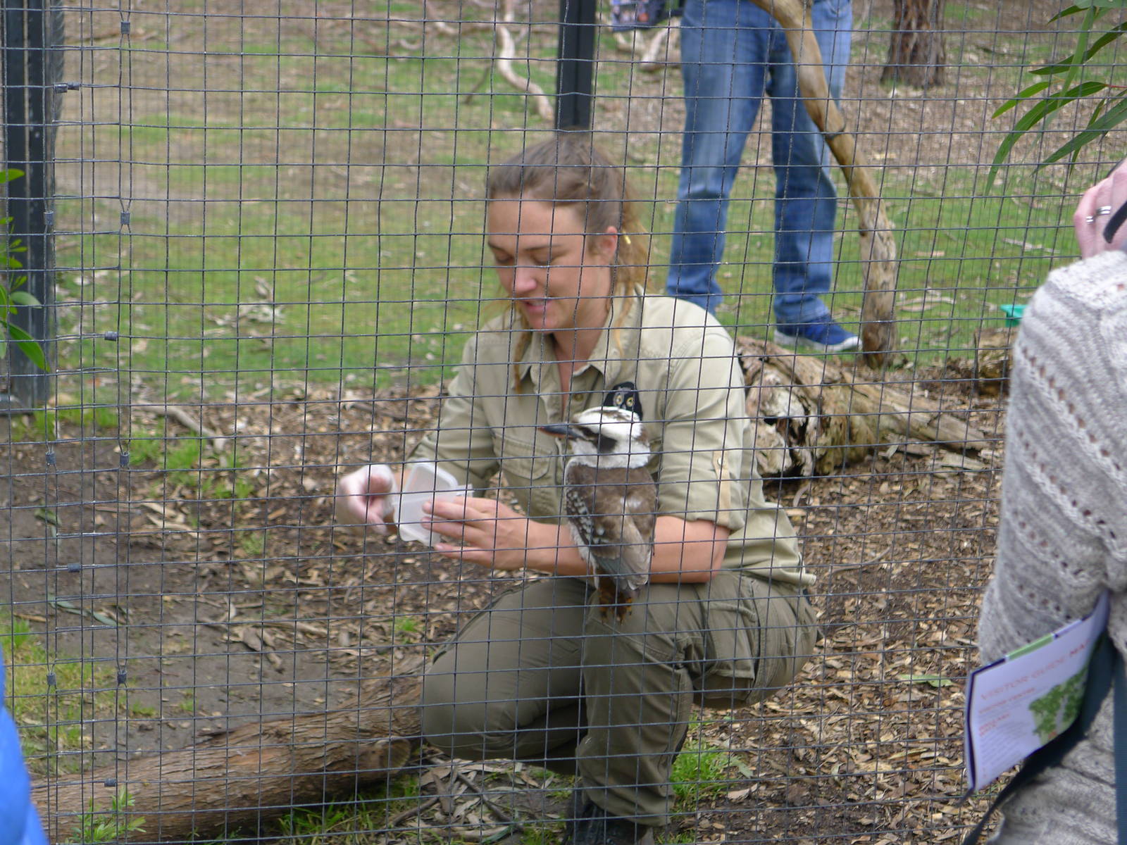 Kookaburra training and feeding