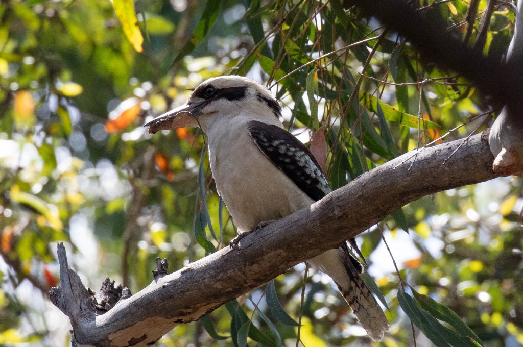 Kookaburra with a meal