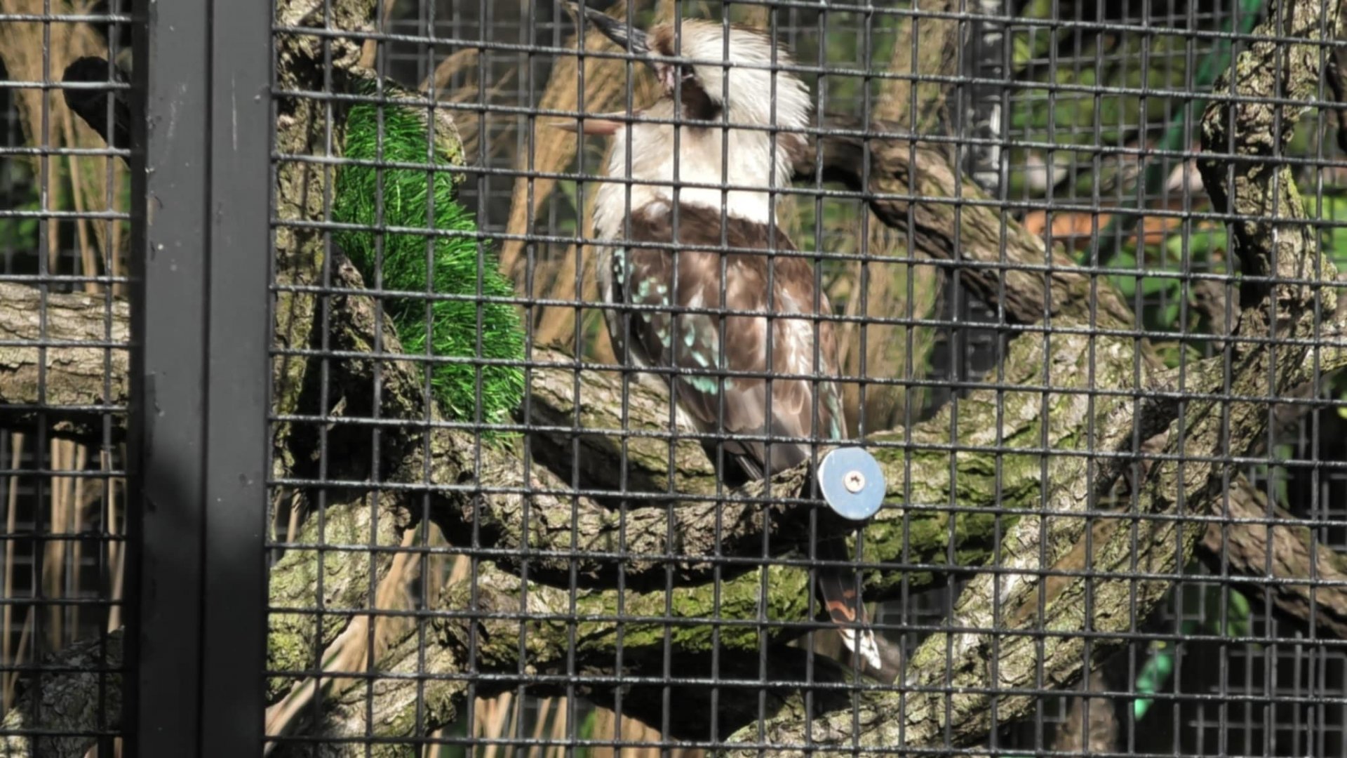 Kookaburra with it's mouth open