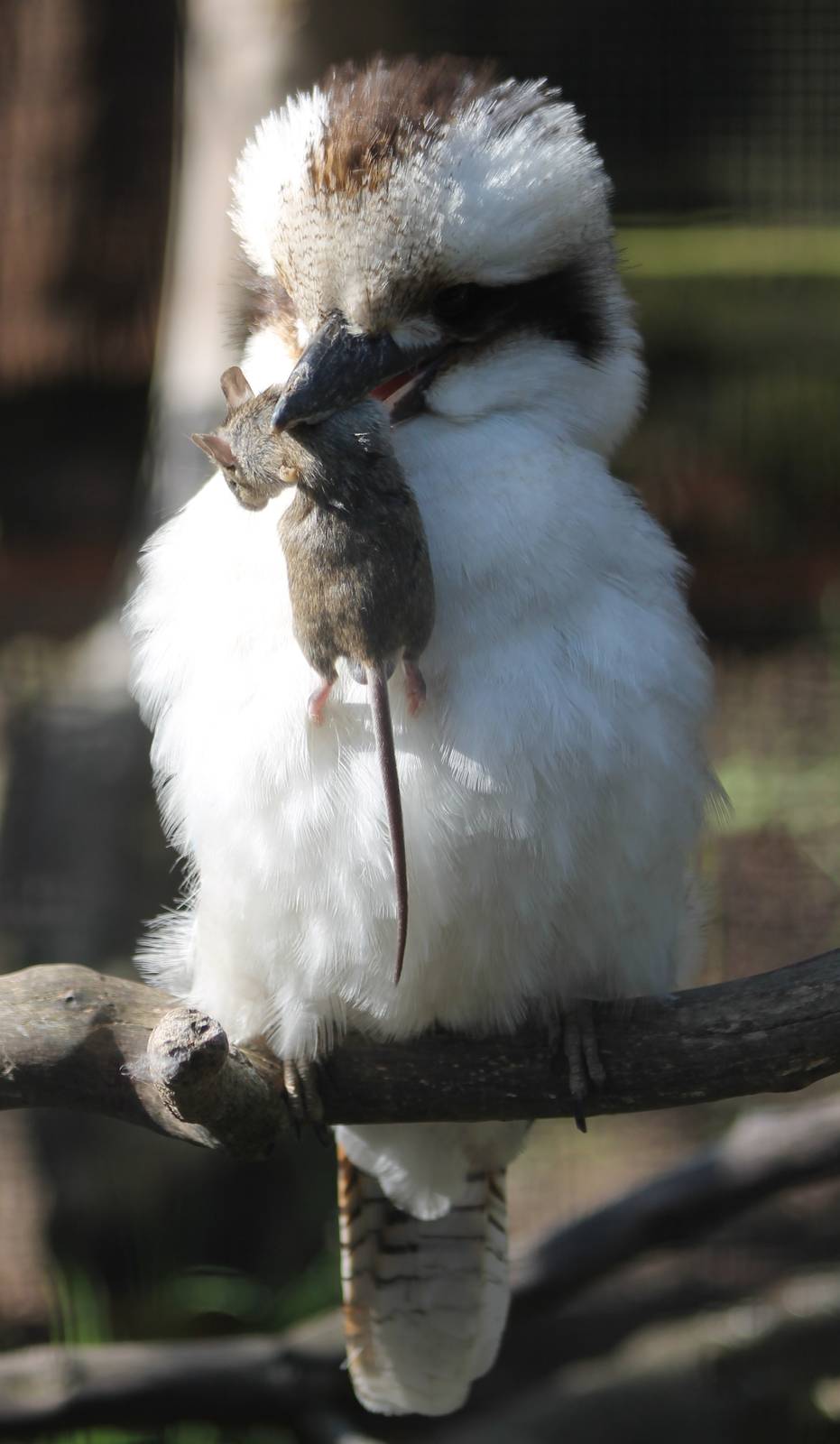 Kookaburra with mouse