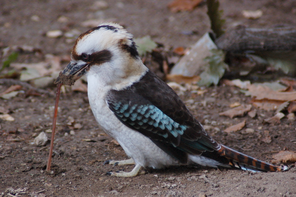 Kookaburra & Worm at Miskolc Zoo