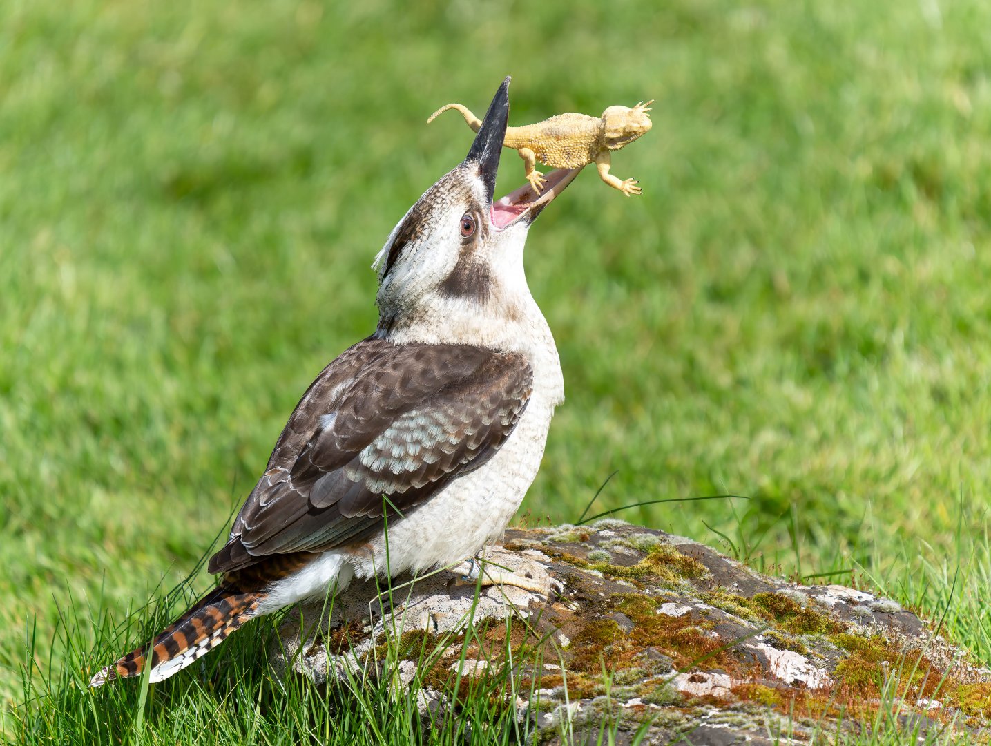 Kookaburra, ZSL Whipsnade, UK