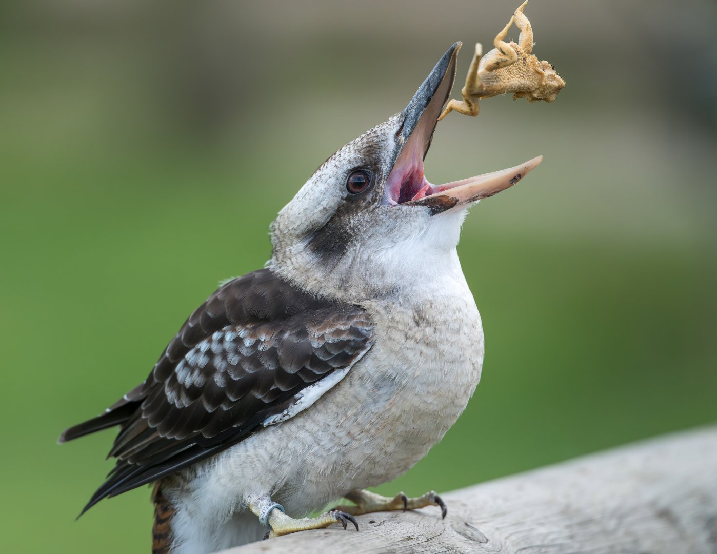Kookaburra, ZSL Whipsnade, UK