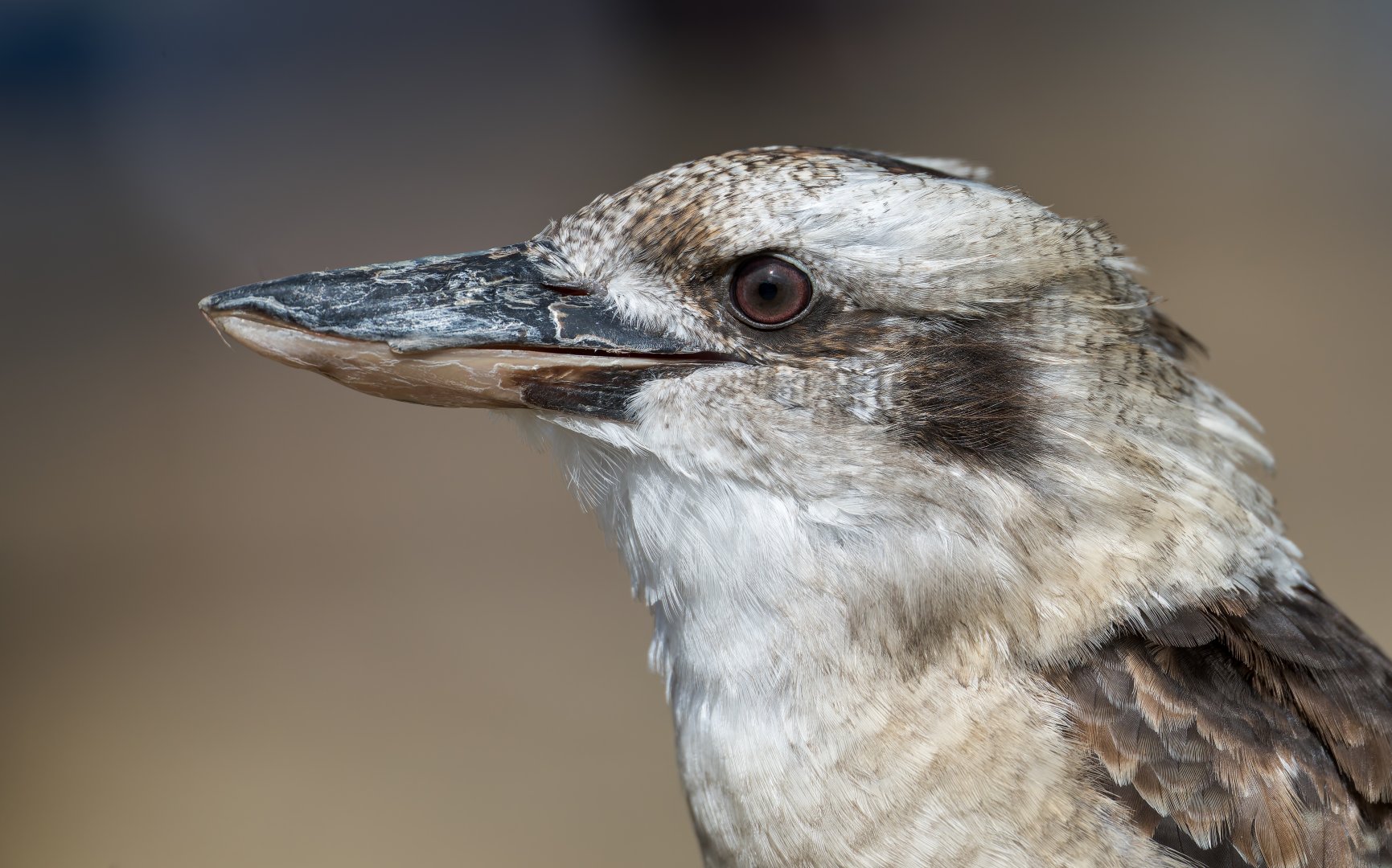 Kookaburra, ZSL Whipsnade, UK