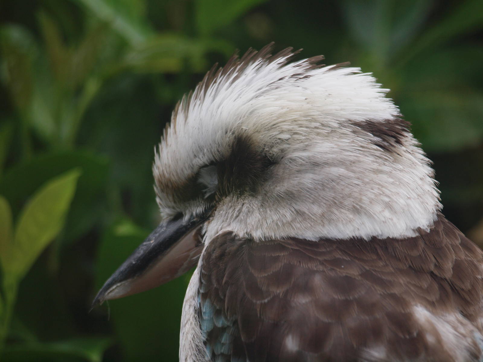 kookaburra