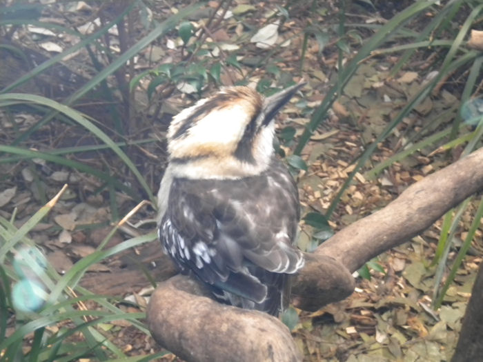 Kookaburra
