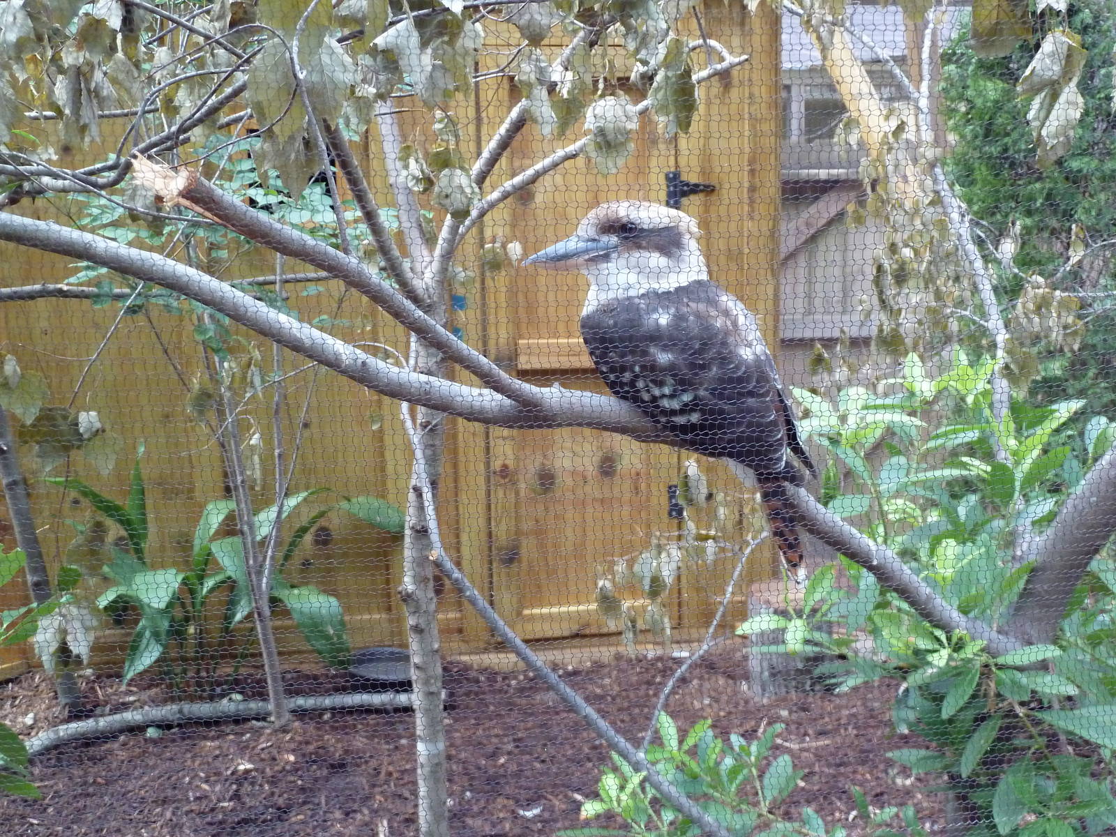Kookaburra