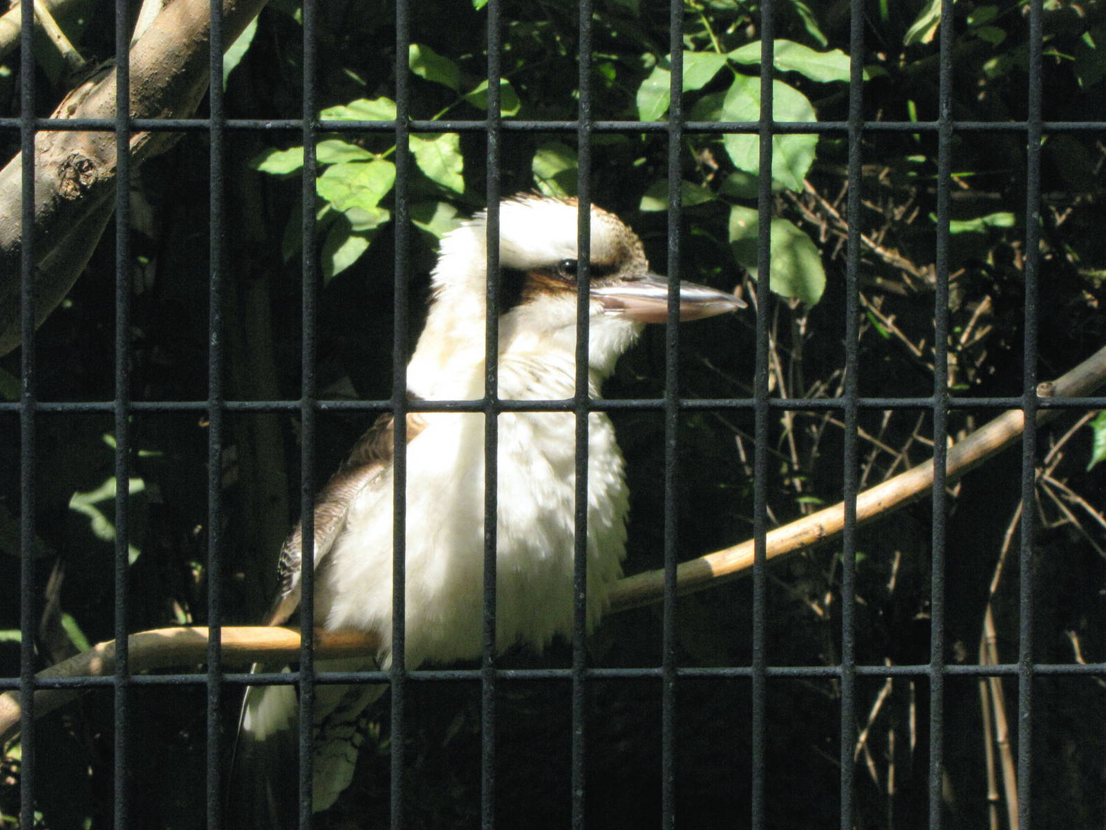 Kookaburra