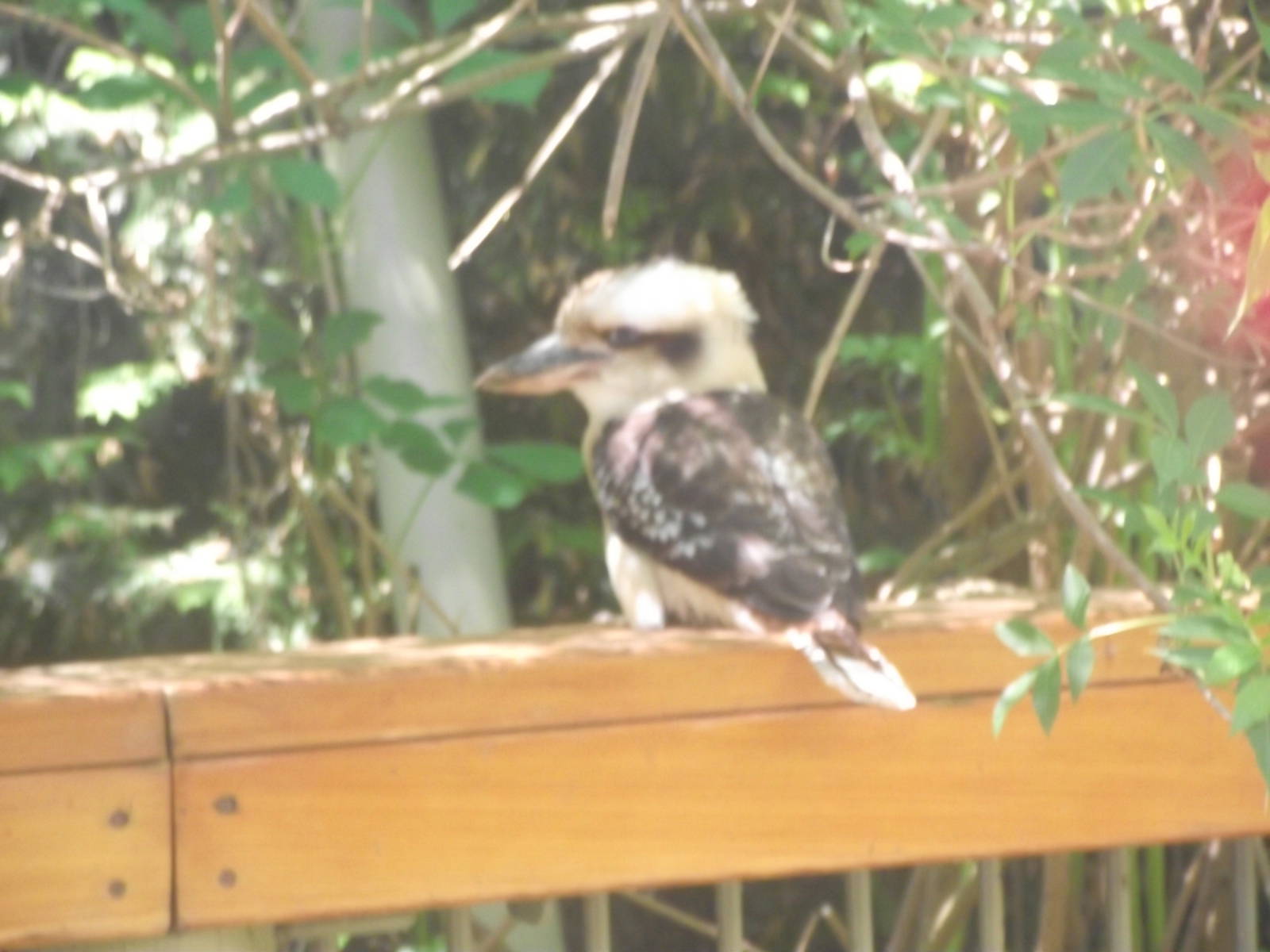 Kookaburra