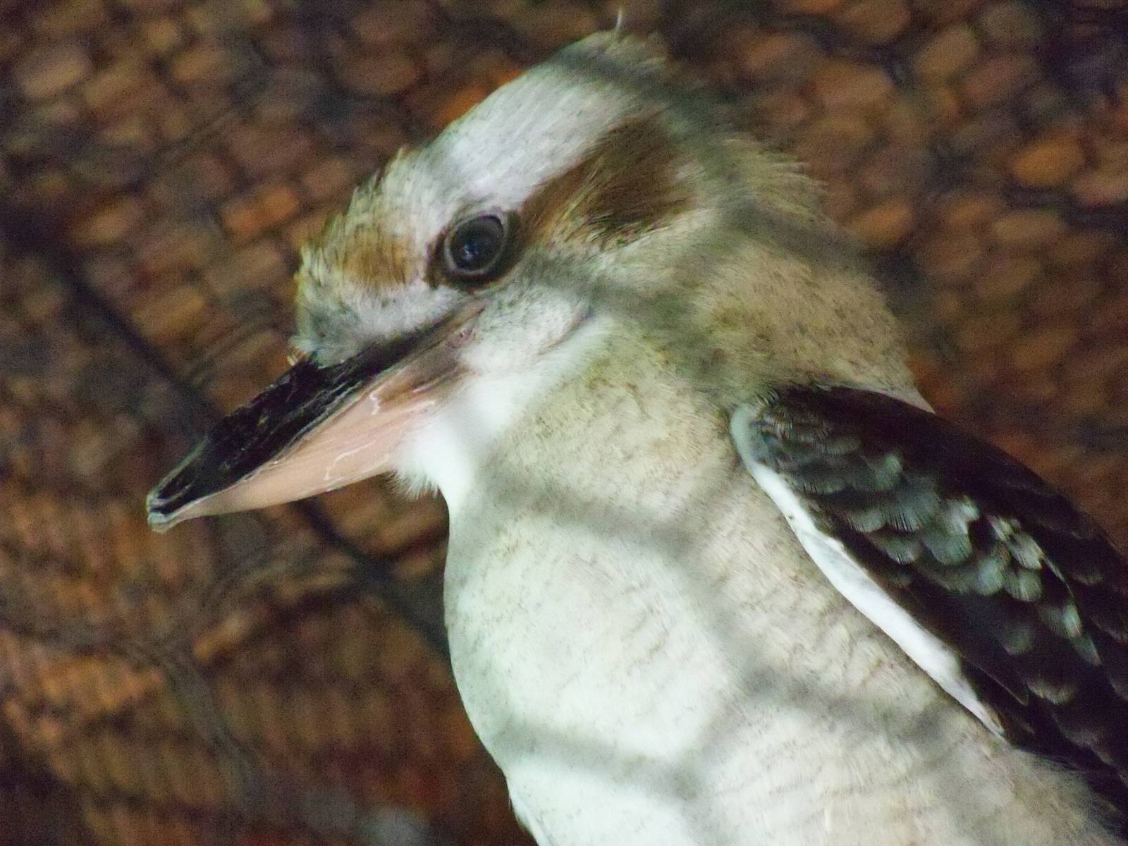 Kookaburra