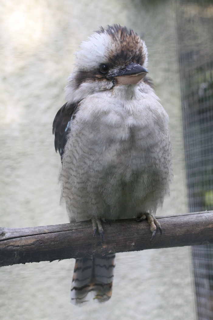 Kookaburra