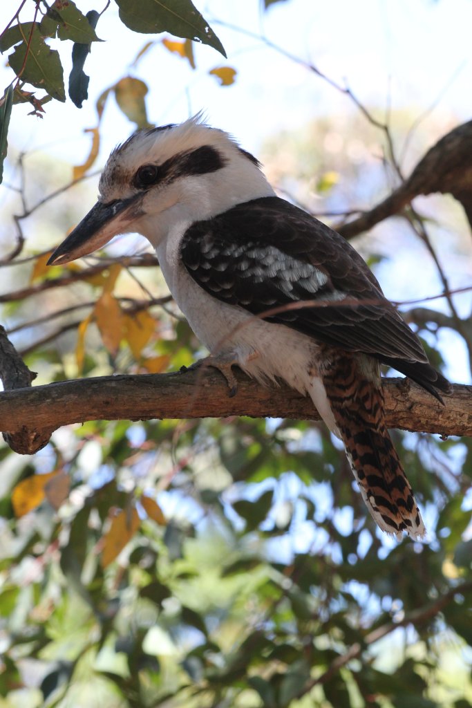 Kookaburra