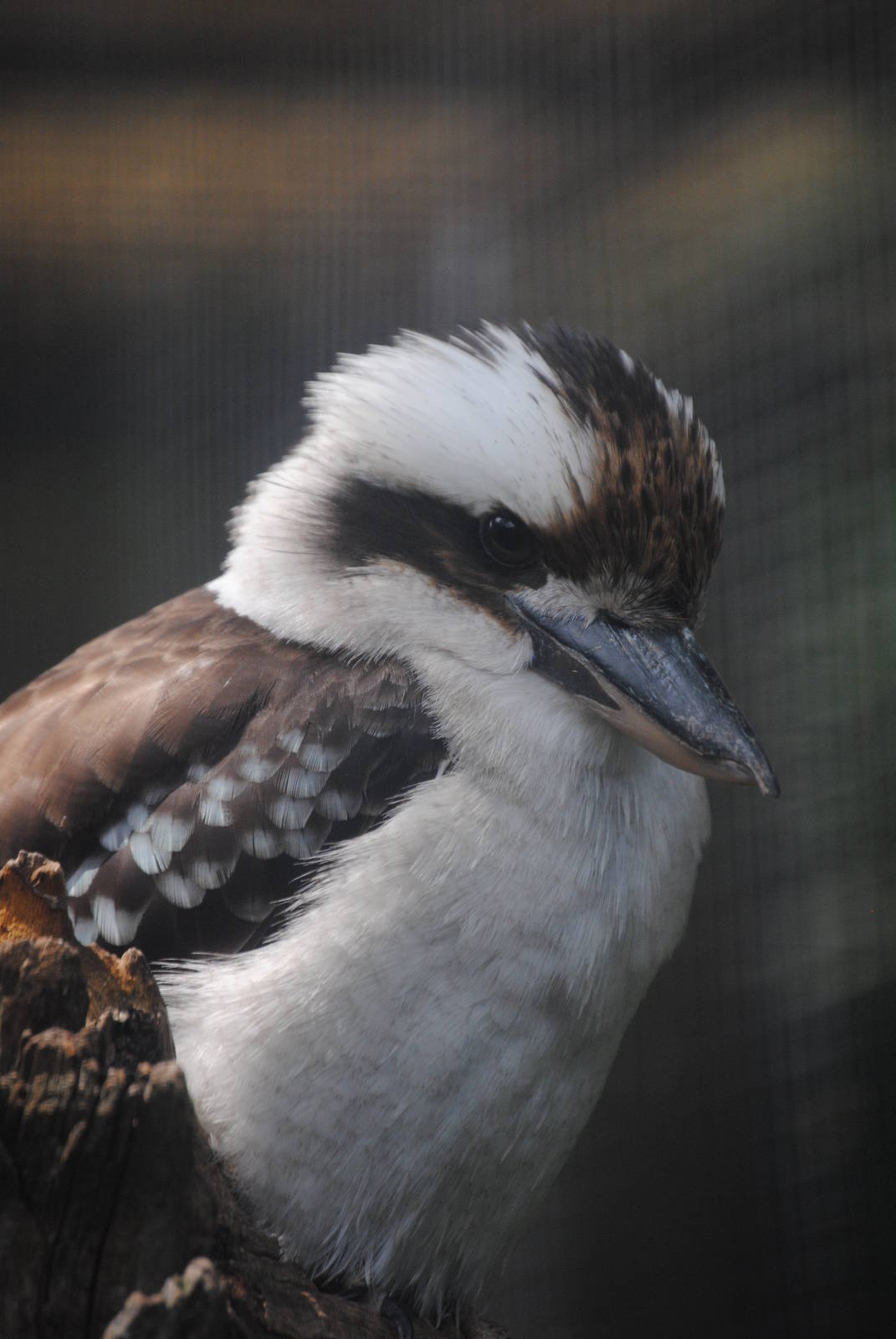 Kookaburra
