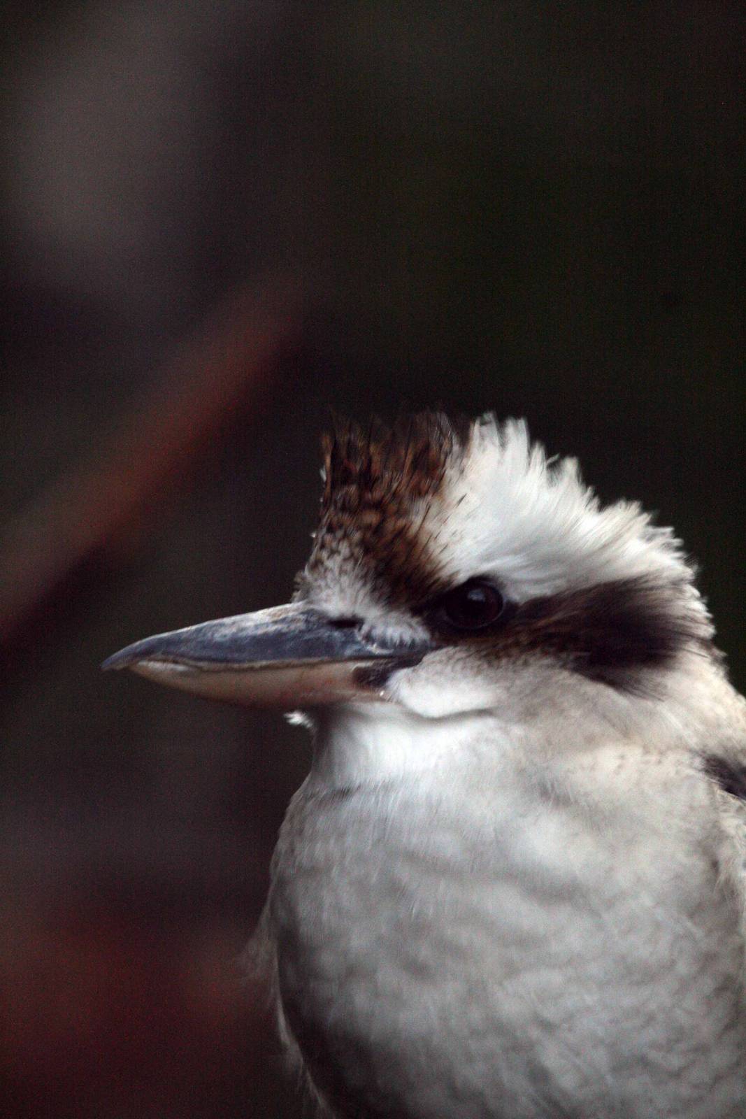 Kookaburra